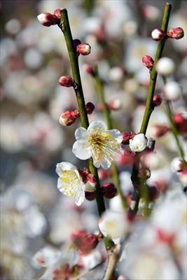 1084_大倉山公園_神奈川県