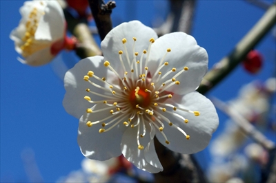 1085_大倉山公園_神奈川県