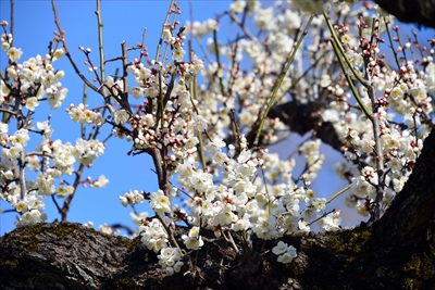 1088_大倉山公園_神奈川県