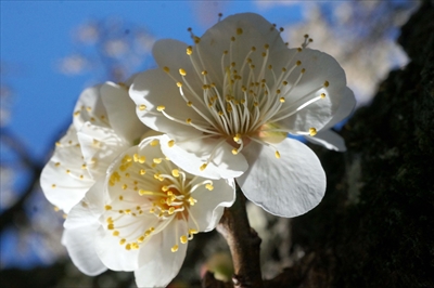 1089_大倉山公園_神奈川県