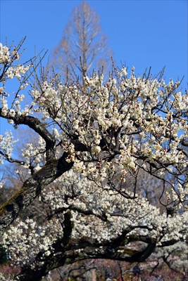 1091_大倉山公園_神奈川県