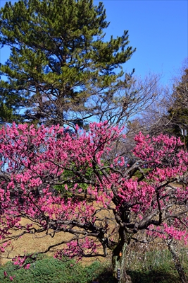 1092_大倉山公園_神奈川県