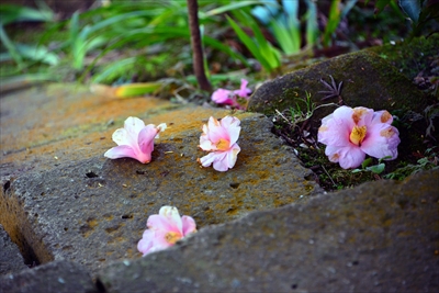 1073_北鎌倉円覚寺_神奈川県