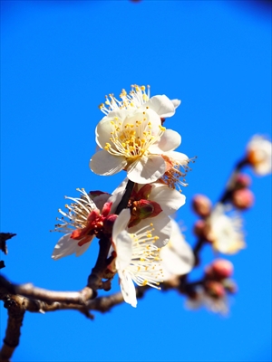 1093_大倉山公園_神奈川県