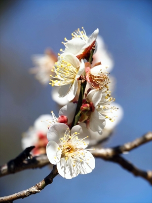 1094_大倉山公園_神奈川県