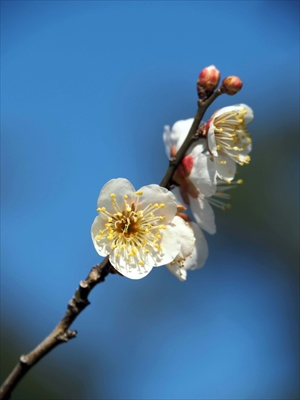 1096_大倉山公園_神奈川県