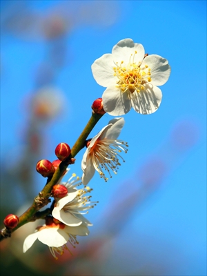 1097_大倉山公園_神奈川県