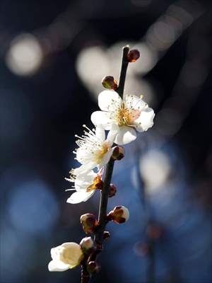 1098_大倉山公園_神奈川県