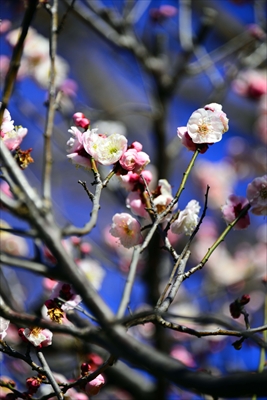 1100_大倉山公園_神奈川県