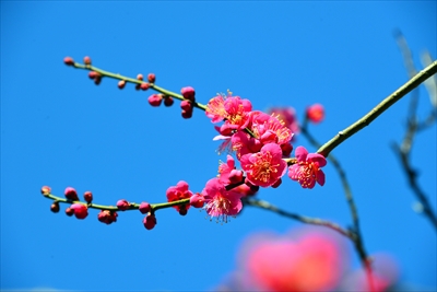 1102_大倉山公園_神奈川県