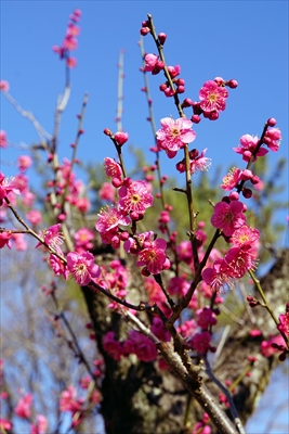 1103_大倉山公園_神奈川県