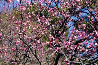 1104_大倉山公園_神奈川県