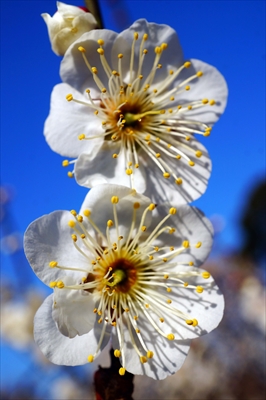 1108_大倉山公園_神奈川県