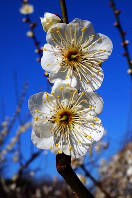 1111_大倉山公園_神奈川県