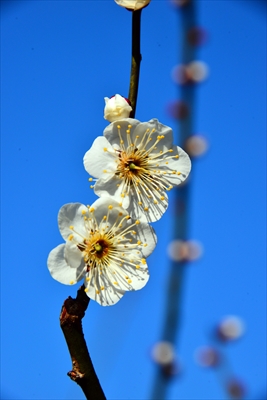 1113_大倉山公園_神奈川県