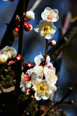 1114_大倉山公園_神奈川県