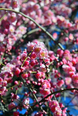 1116_大倉山公園_神奈川県