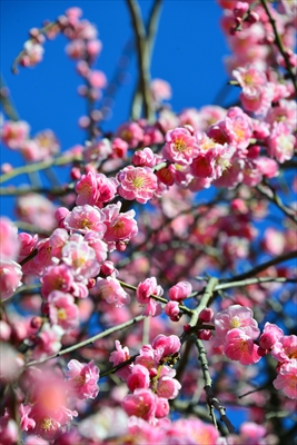 1117_大倉山公園_神奈川県