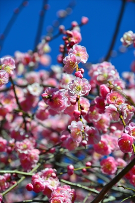 1118_大倉山公園_神奈川県