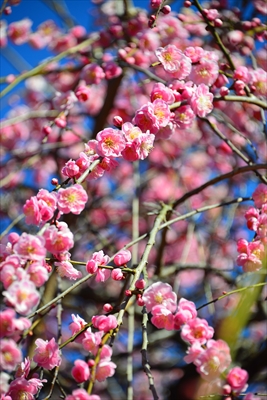 1122_大倉山公園_神奈川県