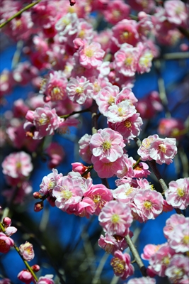 1123_大倉山公園_神奈川県