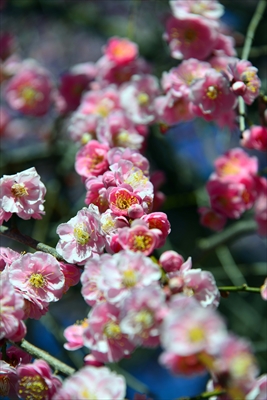 1124_大倉山公園_神奈川県