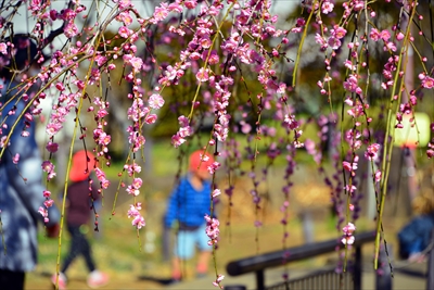 1126_大倉山公園_神奈川県