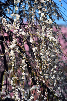 1128_大倉山公園_神奈川県