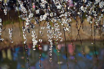 1130_大倉山公園_神奈川県