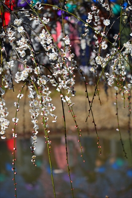 1131_大倉山公園_神奈川県