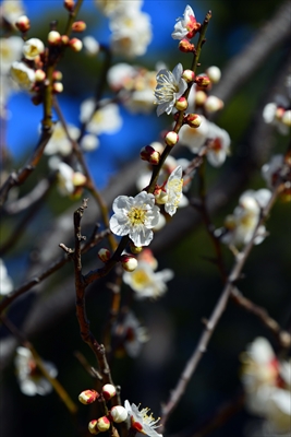 1133_大倉山公園_神奈川県