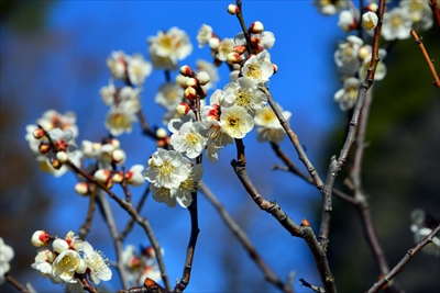 1134_大倉山公園_神奈川県