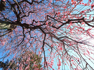 1136_大倉山公園_神奈川県