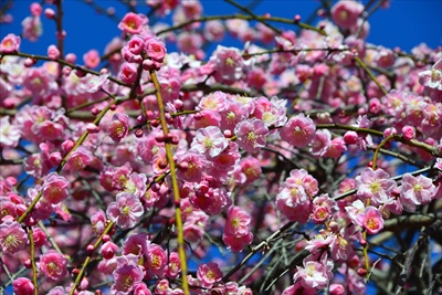 1138_大倉山公園_神奈川県