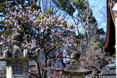 1069_洛中 北野天満宮_京都府