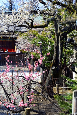 1096_洛中 北野天満宮_京都府