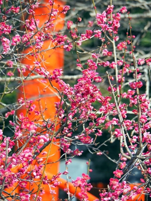 1001_洛北 賀茂御祖神社（下鴨神社）_京都府