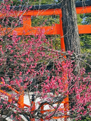 1002_洛北 賀茂御祖神社（下鴨神社）_京都府