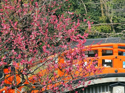 1003_洛北 賀茂御祖神社（下鴨神社）_京都府