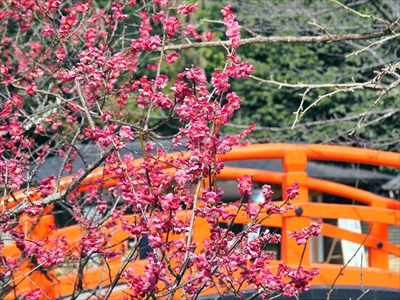 1004_洛北 賀茂御祖神社（下鴨神社）_京都府