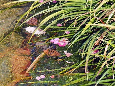 1005_洛北 賀茂御祖神社（下鴨神社）_京都府