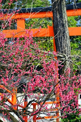 1009_洛北 賀茂御祖神社（下鴨神社）_京都府