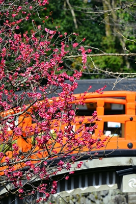 1010_洛北 賀茂御祖神社（下鴨神社）_京都府