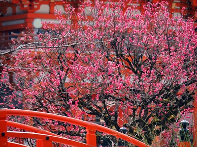 1011_洛北 賀茂御祖神社（下鴨神社）_京都府