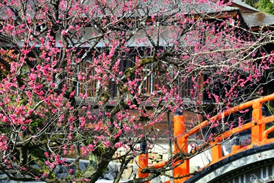 1014_洛北 賀茂御祖神社（下鴨神社）_京都府