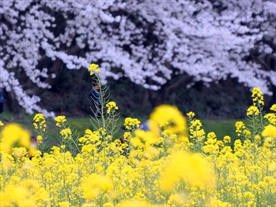 1050_水城跡_福岡県