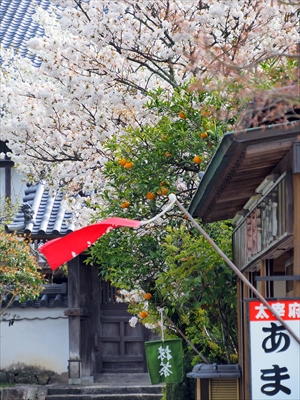 1031_大宰府天満宮_福岡県