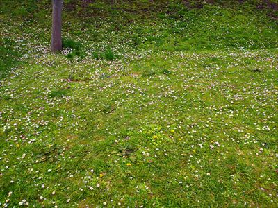 1003_函館五稜郭公園_北海道