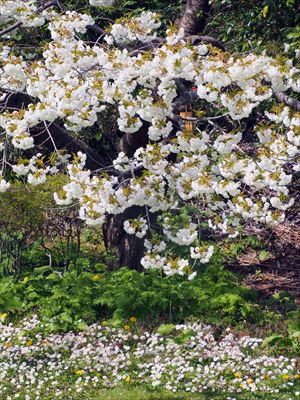 1001_松前公園_北海道