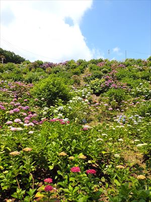 1157_蒲郡片原温泉_愛知県